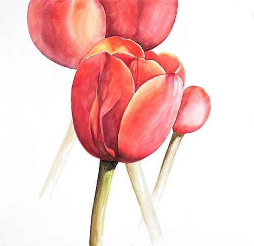 BLOSSOMING TULIPS CLOSEUP Art Print