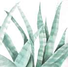 Watercolor Striped Desert Plant Art Print