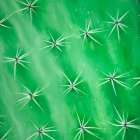 CACTUS CLOSEUP Art Print
