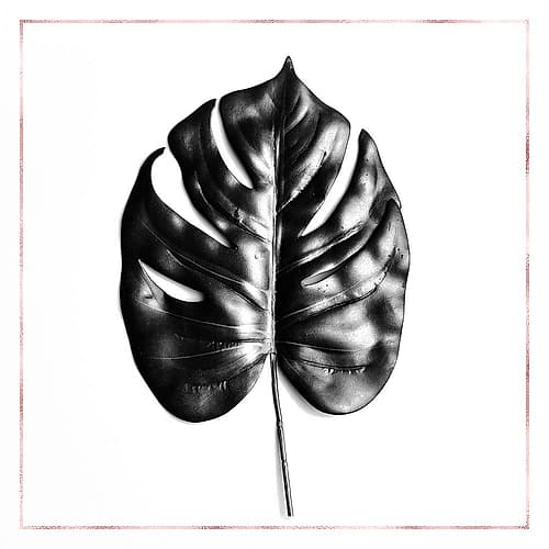 SPLIT LEAF PHILODENDRON WITH ROSE LINE Art Print by Atelier B Art Studio