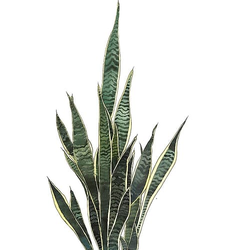 SNAKE PLANT Art Print by Atelier B Art Studio