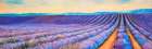 Lavender Fields Art Print