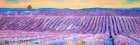 Landscape of a Field of Lavender Art Print