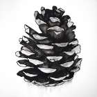 PINE CONE Still Life Print