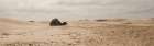 Sahara Desert ├óΓé¼ΓÇ£ Sitting Camel Art Print