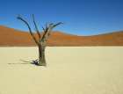 Sand Dunes Dry tree desert Art Print