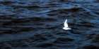 Seagull Flying on the blue Sea Art Print