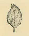 Leaf on Beige background Art Print