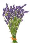 Lavender Bouquet Art Print