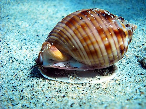 Casside-underwater-seashell Art Print