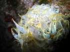 Aiptasia-mutabilis-underwater-photo Art Print