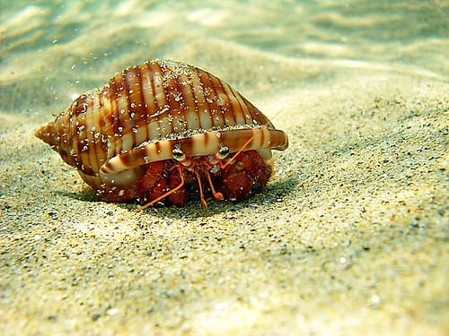 Hermit-crab-under-water-sea-photo Art Print