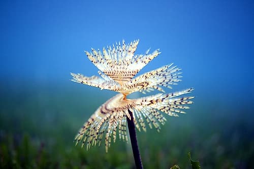 Spirografo-sea-under-water-photo Art Print