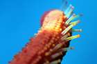 Starfish-arm-under-water-photo Art Print