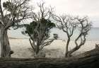 Cala-brandinchi-beach-sea Art Print