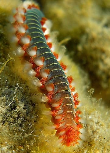 Under-water-Hermodice-carunculata Art Print