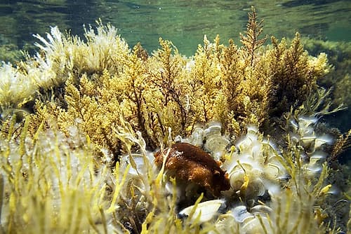 Under-water-jungia-aurantiaca Art Print