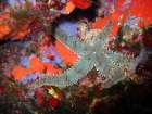 Under-water-Matasterias-gacialis Art Print