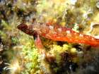 Under-water-fish-chili-pepper Art Print