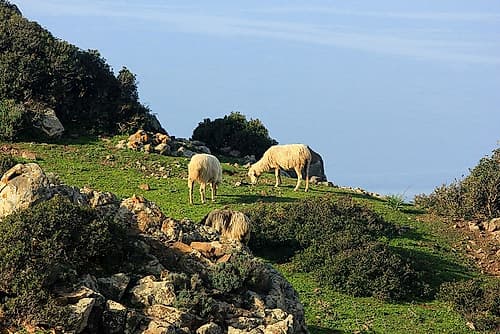 Sheep eating grass on the green hill Art Print by Saiu Giovanni