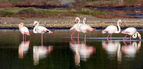 Pink Flamingos in the pond Art Print by Saiu Giovanni