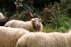 Peaceful Sheeps in Sardinia Art Print