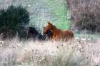 Enchanting Wild Horses in Sardinia Art Print