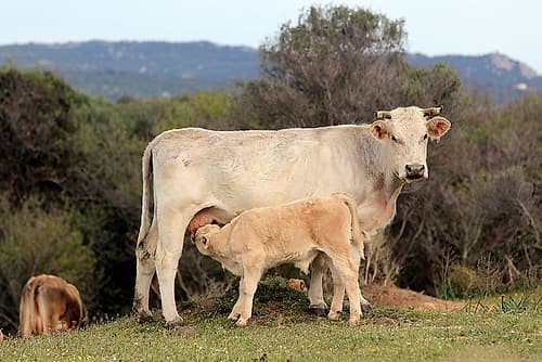 Tender calf with his mother Art Print by Saiu Giovanni