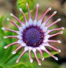 Beautiful flower with purple capitulum and pink petals Art Print