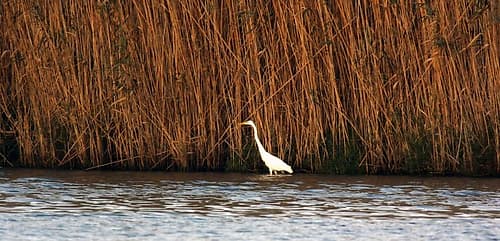 White Water Bird in the pond Art Print