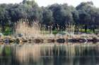Pond surrounded by olive trees and canes Art Print
