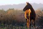Enchanting wild horse in the sardinian countryside Art Print