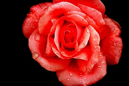 Romantic red rose on black backgroung Art Print by Saiu Giovanni
