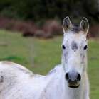 Wild White Horse in the sardinian countryside Art Print