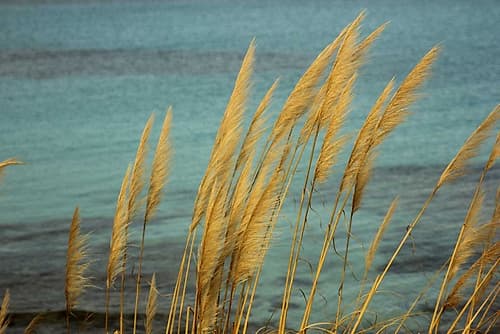 Canes in the wind in fron of the blue sea Art Print by Giovanni