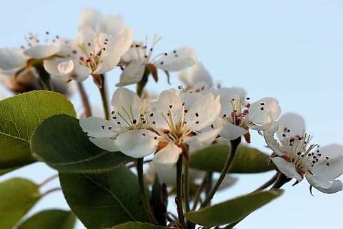 Enchanting pear flowers Art Print by Giovanni