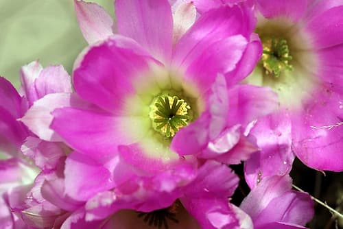 Lovely pink flowers Art Print by Giovanni