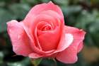 Enchanting pink rose in the garden Art Print