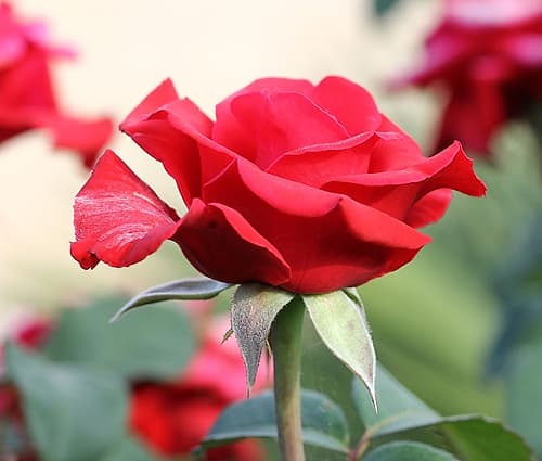 The queen of the garden ? red rose Art Print
