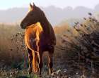 Wild brown horse at sunset Art Print