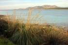 Wildplants on the coast in front of asinara island in sardinia Art Print