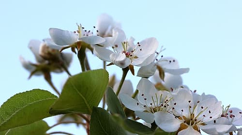 Almond  white flowers in spring Art Print by Giovanni Saiu