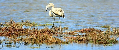 White Flamingo in the pond Art Print