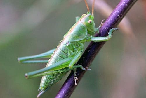 Green Grasshopper on a purple branch Art Print