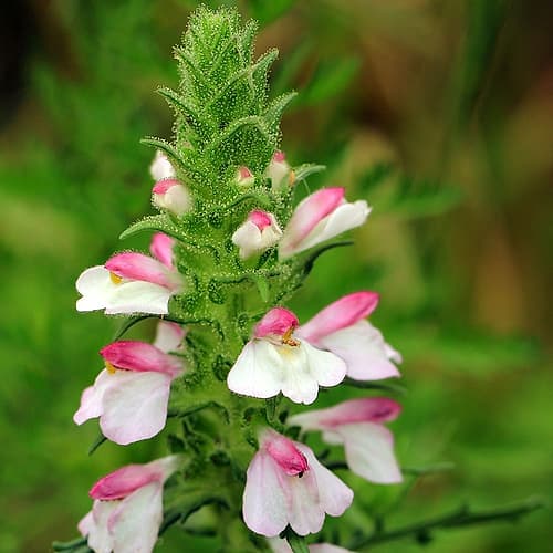 Pink and White Gladiolus Art Print