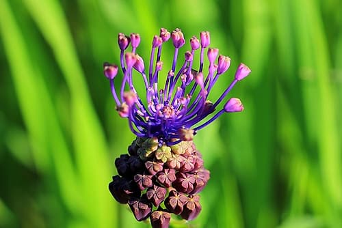 Amazing purple flower and grass Art Print by Giovanni Saiu