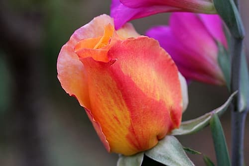 Enchanting pink rosebud Art Print by Giovanni Saiu