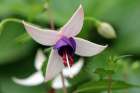 White and Purple Flower on green background Art Print
