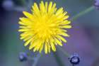Bright Yellow wild flower on green and purple background Art Print