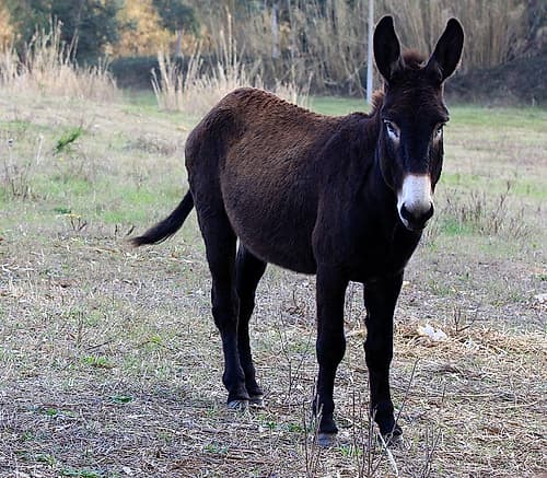 Brown donkey in the contryside Art Print by Giovanni Saiu